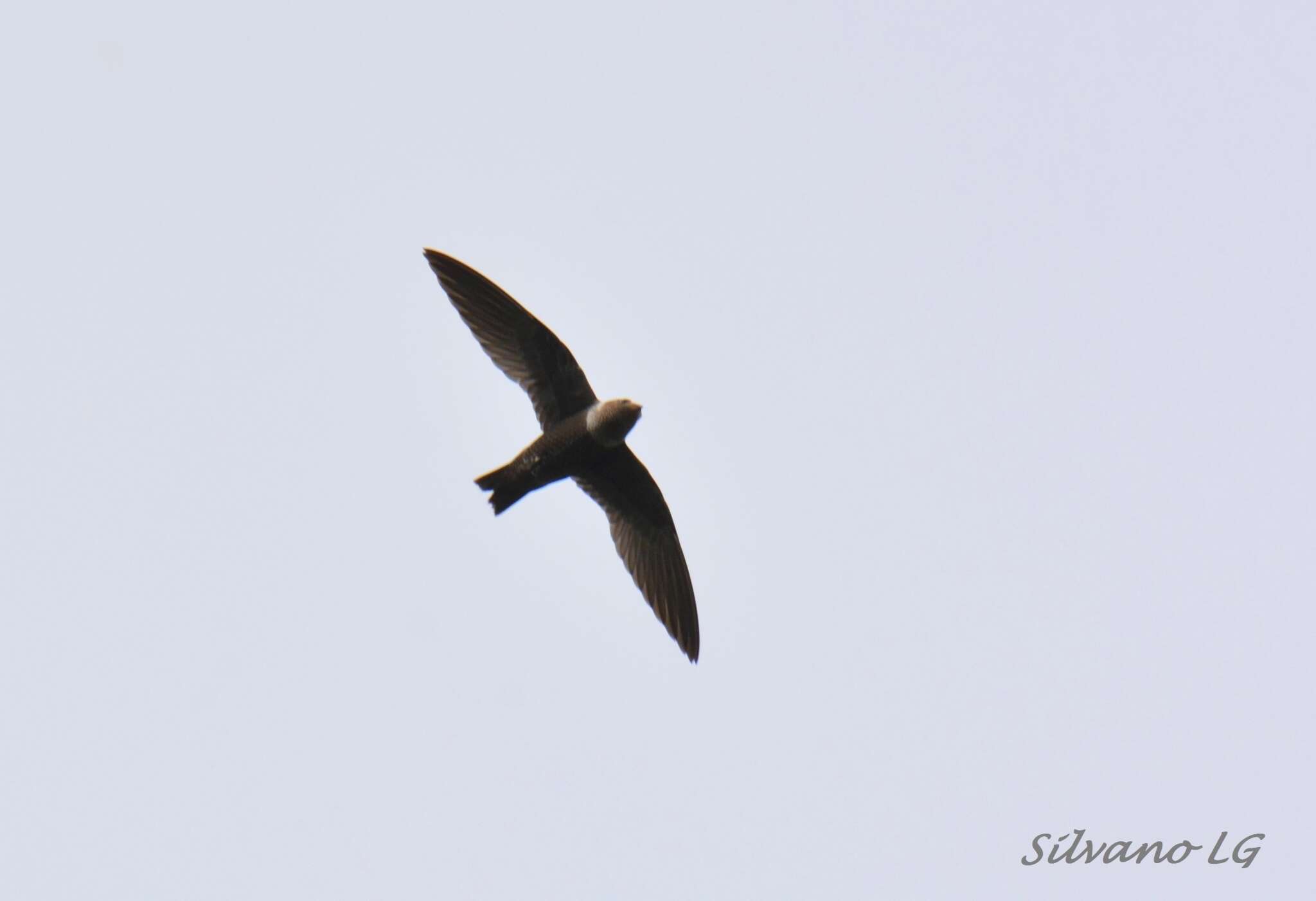 Image of White-collared Swift