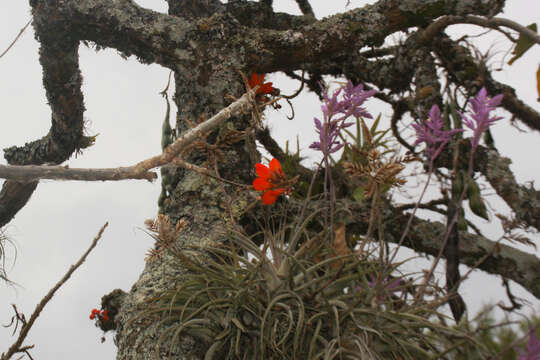 Imagem de Erythrina edulis Micheli