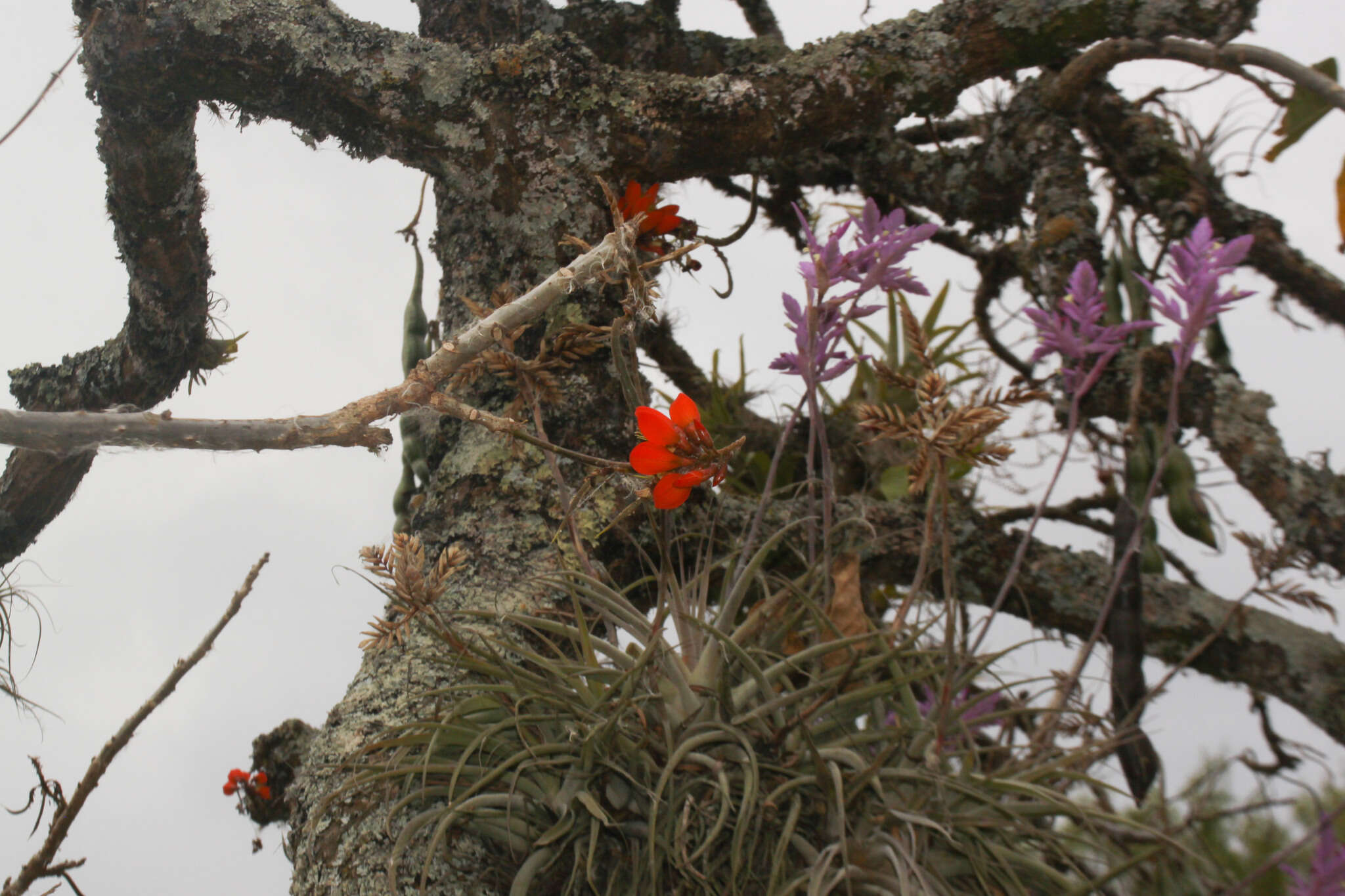 Image of Erythrina edulis Micheli