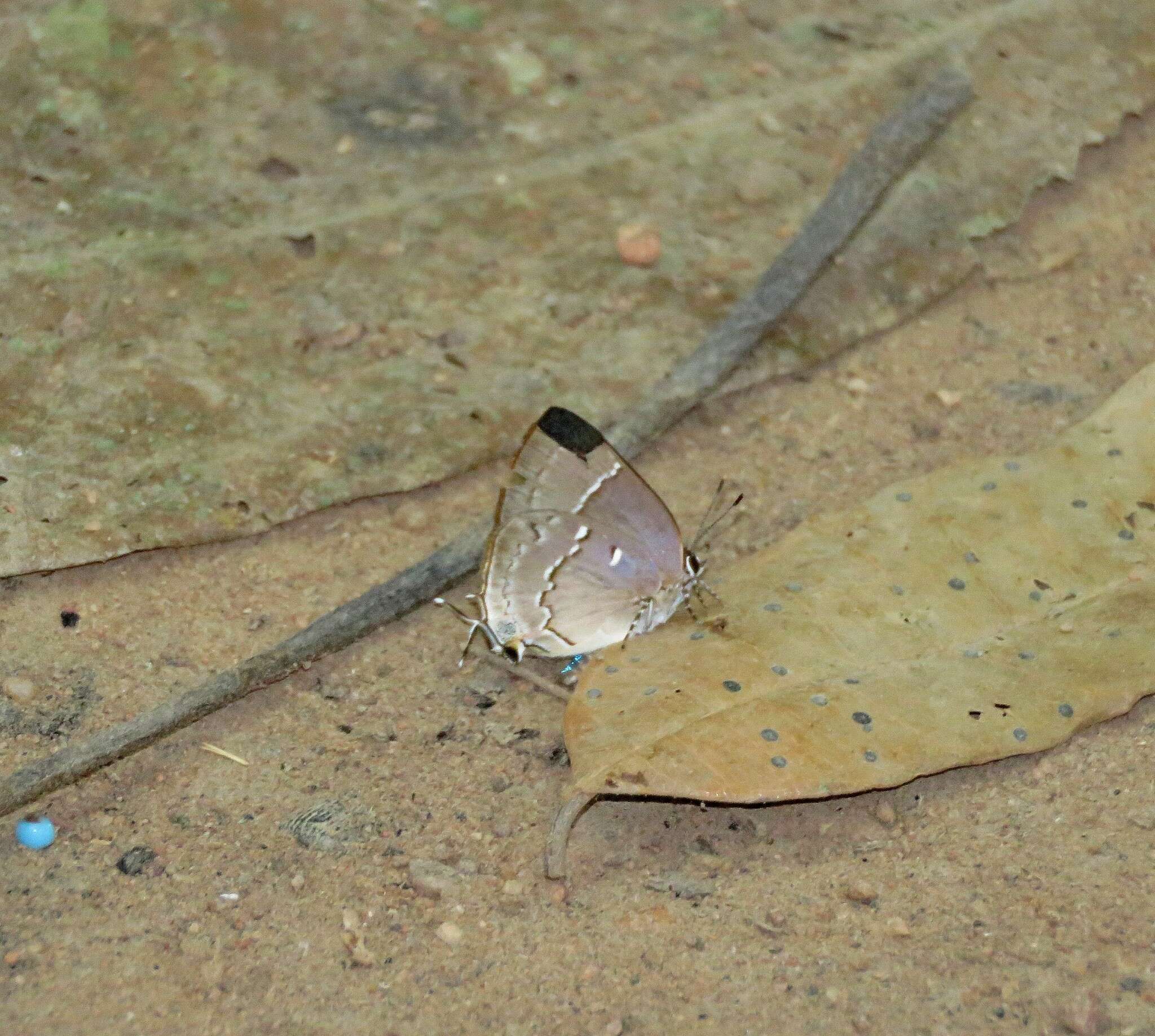 Image of Tmolus mutina