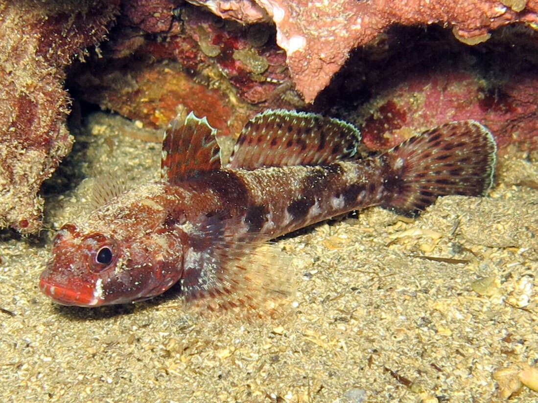 Sivun Gobius cruentatus Gmelin 1789 kuva