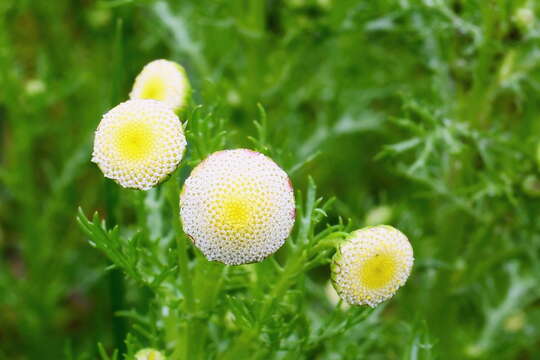 Image de Cotula bipinnata Thunb.