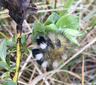 صورة Gynaephora fascelina