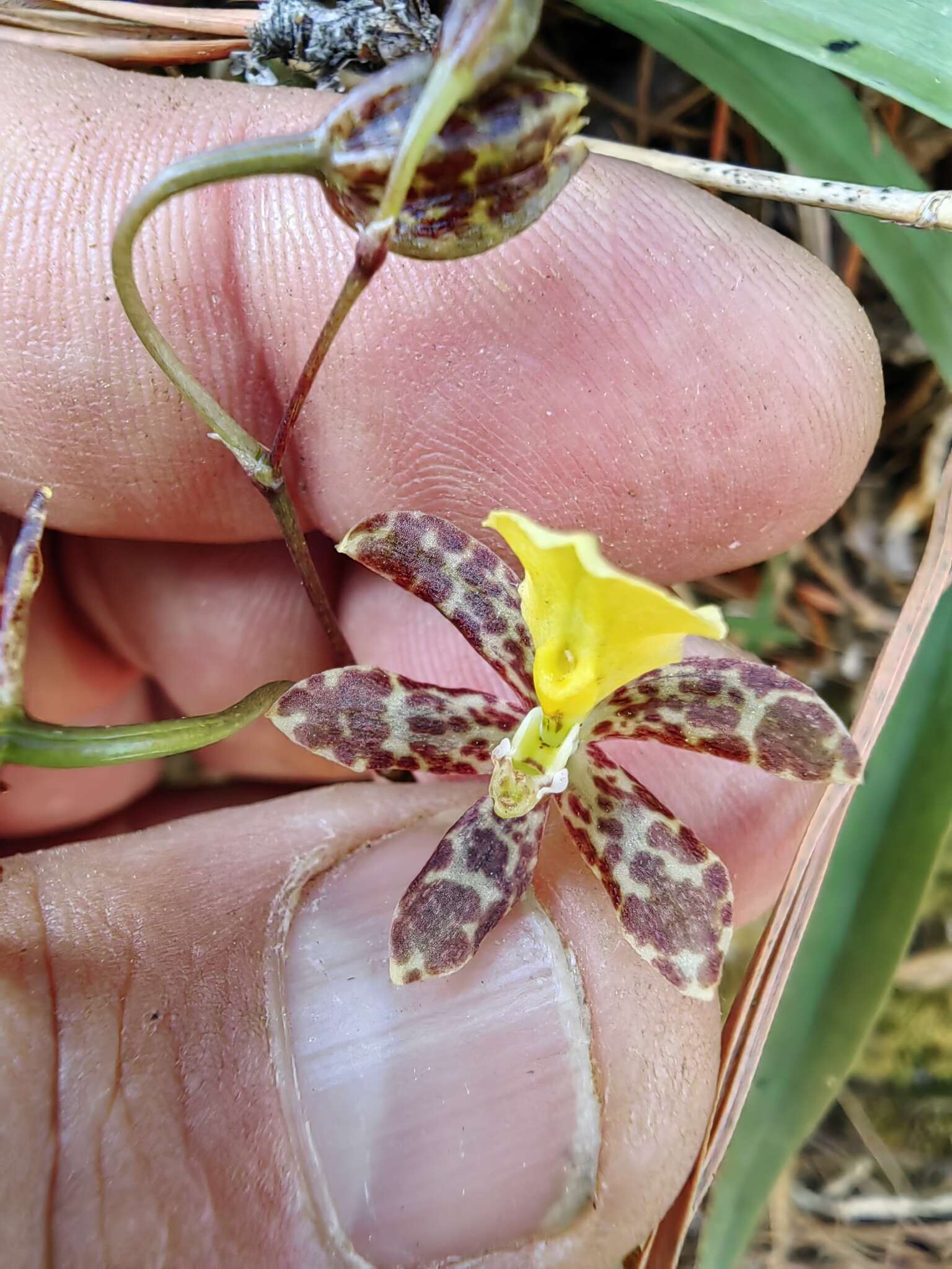 Image of Oncidium graminifolium (Lindl.) Lindl.