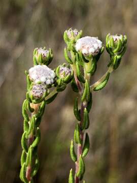 Image of Phylica disticha Eckl. & Zeyh.