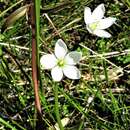 Gentianella cunninghamii (L. G. Adams) Glenny的圖片