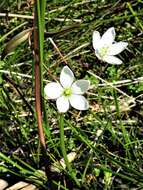 Image of Gentianella cunninghamii (L. G. Adams) Glenny