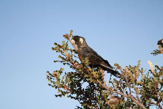 Image of Carnaby's Black Cockatoo