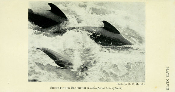 Image of <i>Globicephala brachyptera</i>