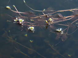 Image of Fish-Grass