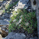 صورة Dryas octopetala subsp. viscosa (Juz.) Hult.