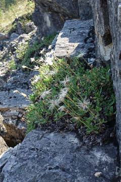 Imagem de Dryas octopetala subsp. viscosa (Juz.) Hult.