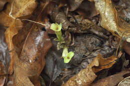 Image of Gentiana zollingeri Fawcett