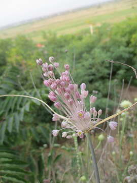 Imagem de Allium paniculatum L.