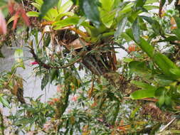 Image of Columnea linearis Oerst.