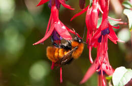 Image de Bombus dahlbomii Guérin-Méneville 1835