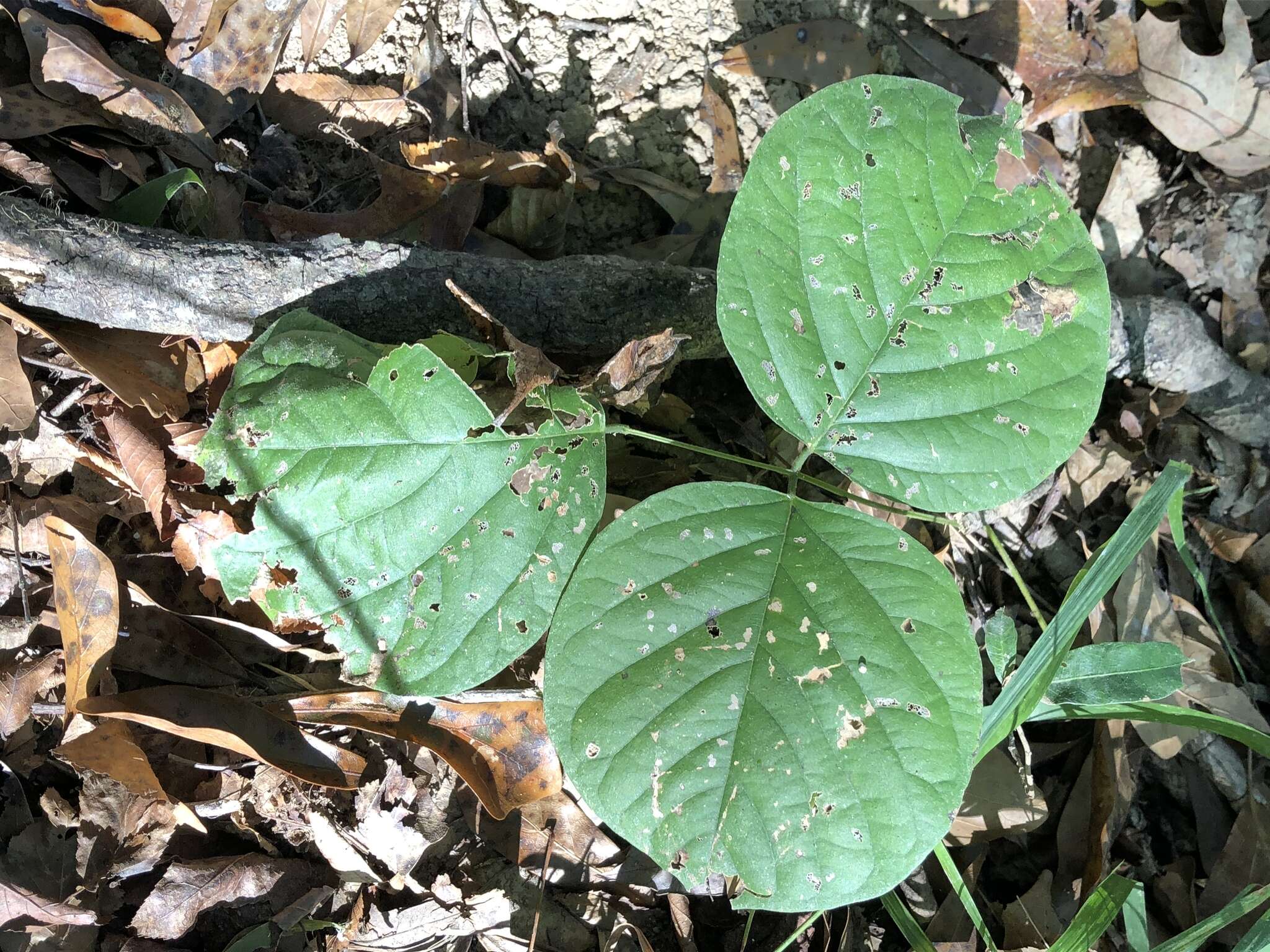 Plancia ëd Lackeya multiflora (Torr. & A. Gray) Fortunato et al.