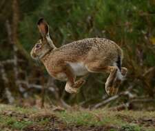 Image of Broom Hare