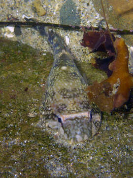 Image of Common cling-fish