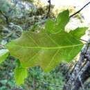 Imagem de Quercus runcinatifolia Trel. & C. H. Müll.