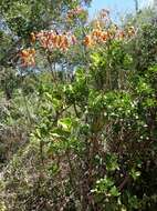 Image of Cotyledon velutina Hook. fil.