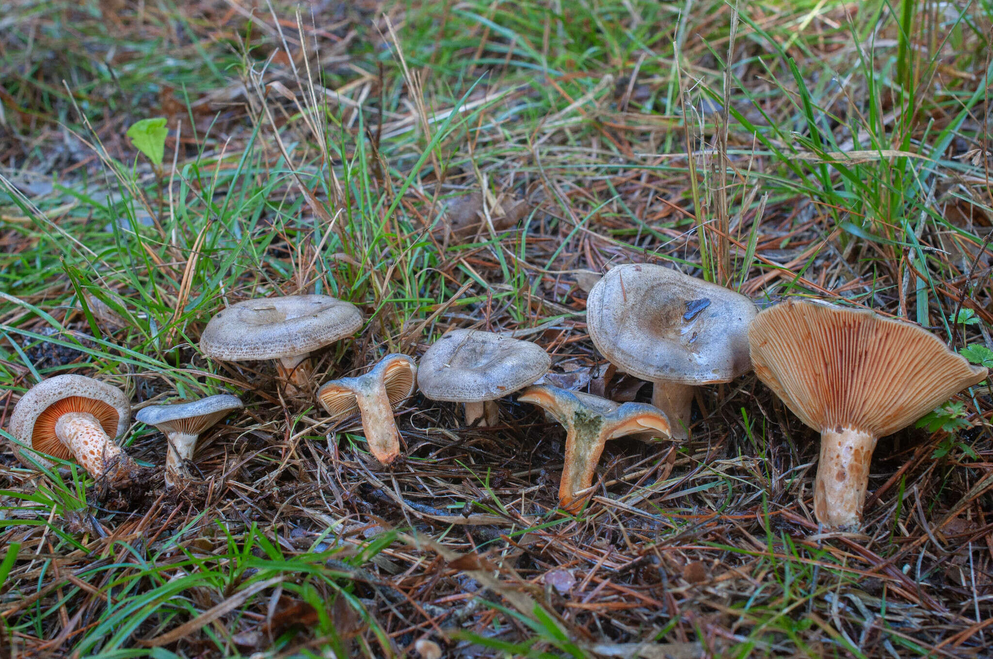 Image of Lactarius quieticolor Romagn. 1958