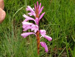 Image of Watsonia confusa Goldblatt