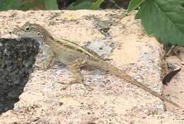 Image of Common Puerto Rican anole