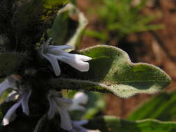 Image of Bugle plant