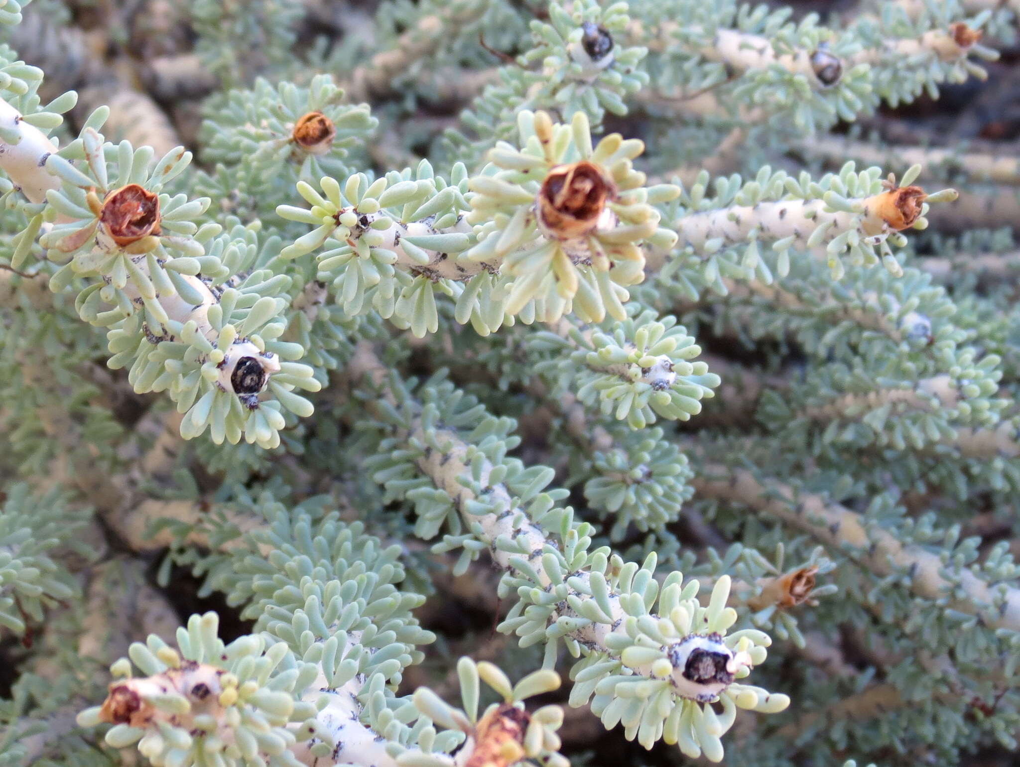 Image of Portulacaria namaquensis Sond.