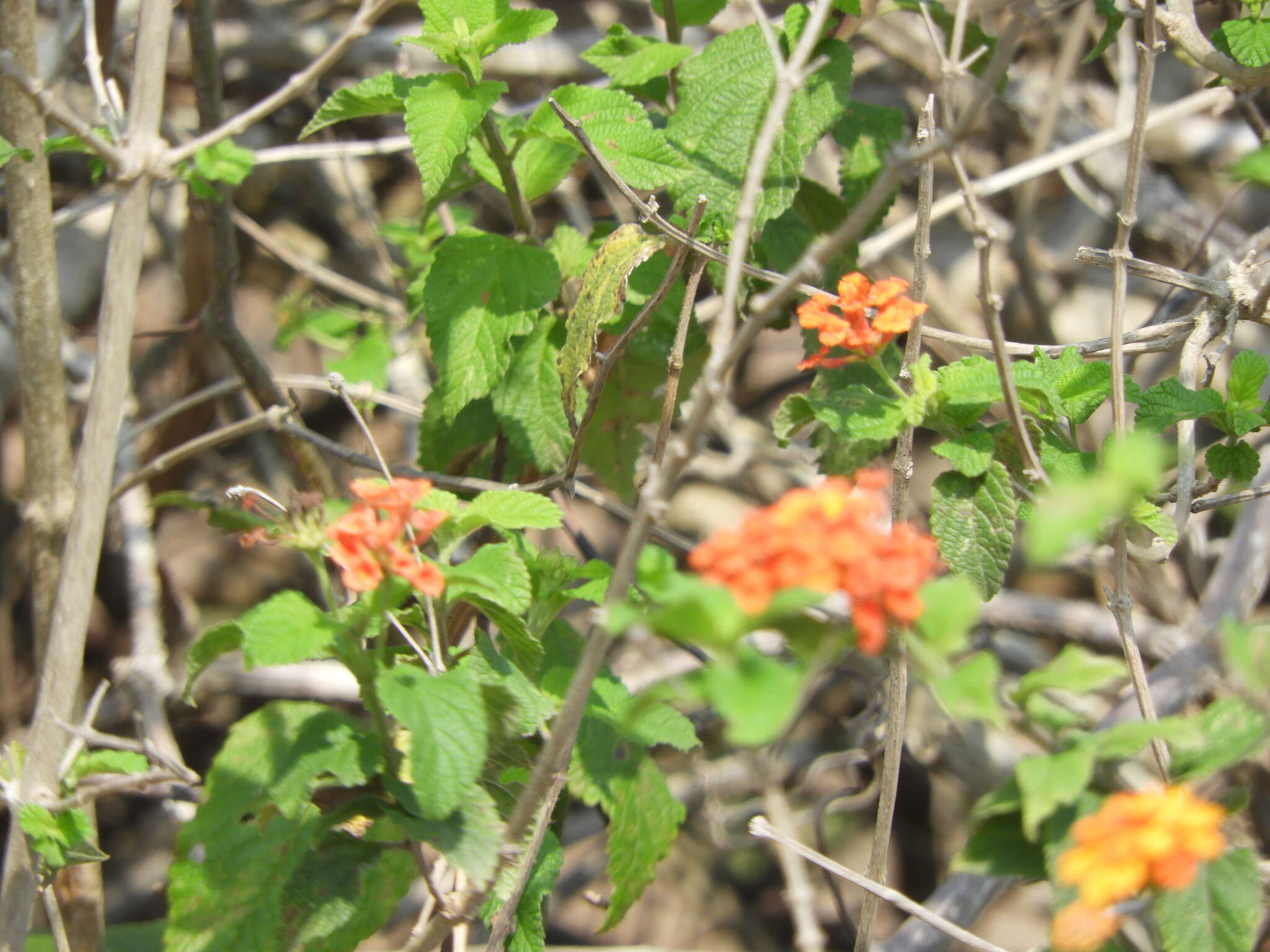 Image of Lantana horrida Kunth