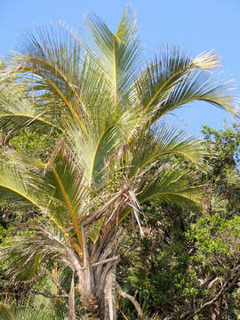 Image of Jubaeopsis caffra Becc.