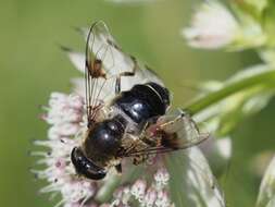 Слика од Eristalis rupium Fabricius 1805