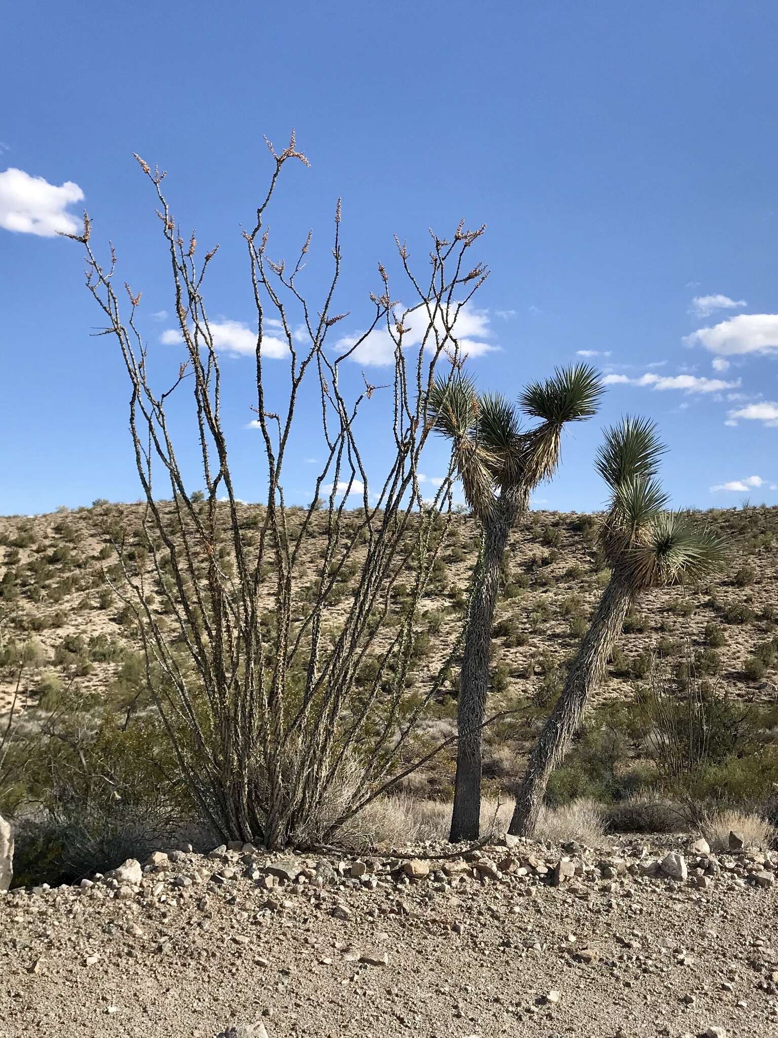 Image of Joshua tree