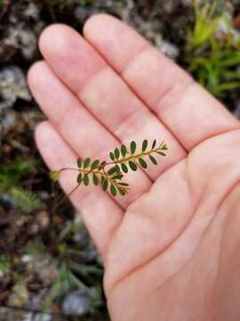 Image of Phyllanthus pentaphyllus var. floridanus G. L. Webster