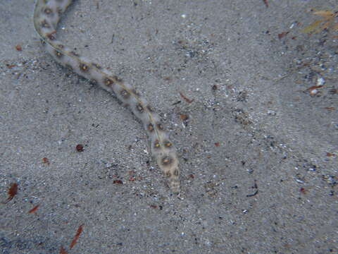 Image of Dark-spotted Snake Eel