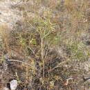 Image of Texas toothleaf