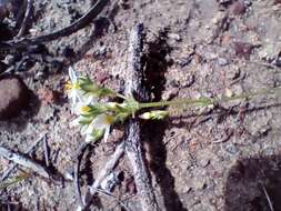 Image of Sebaea albens (L. fil.) Sm.