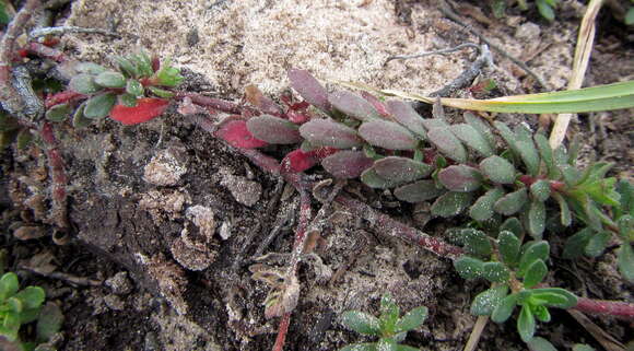 Image of Laurembergia repens subsp. brachypoda (Welw. ex Hiern) Oberm.