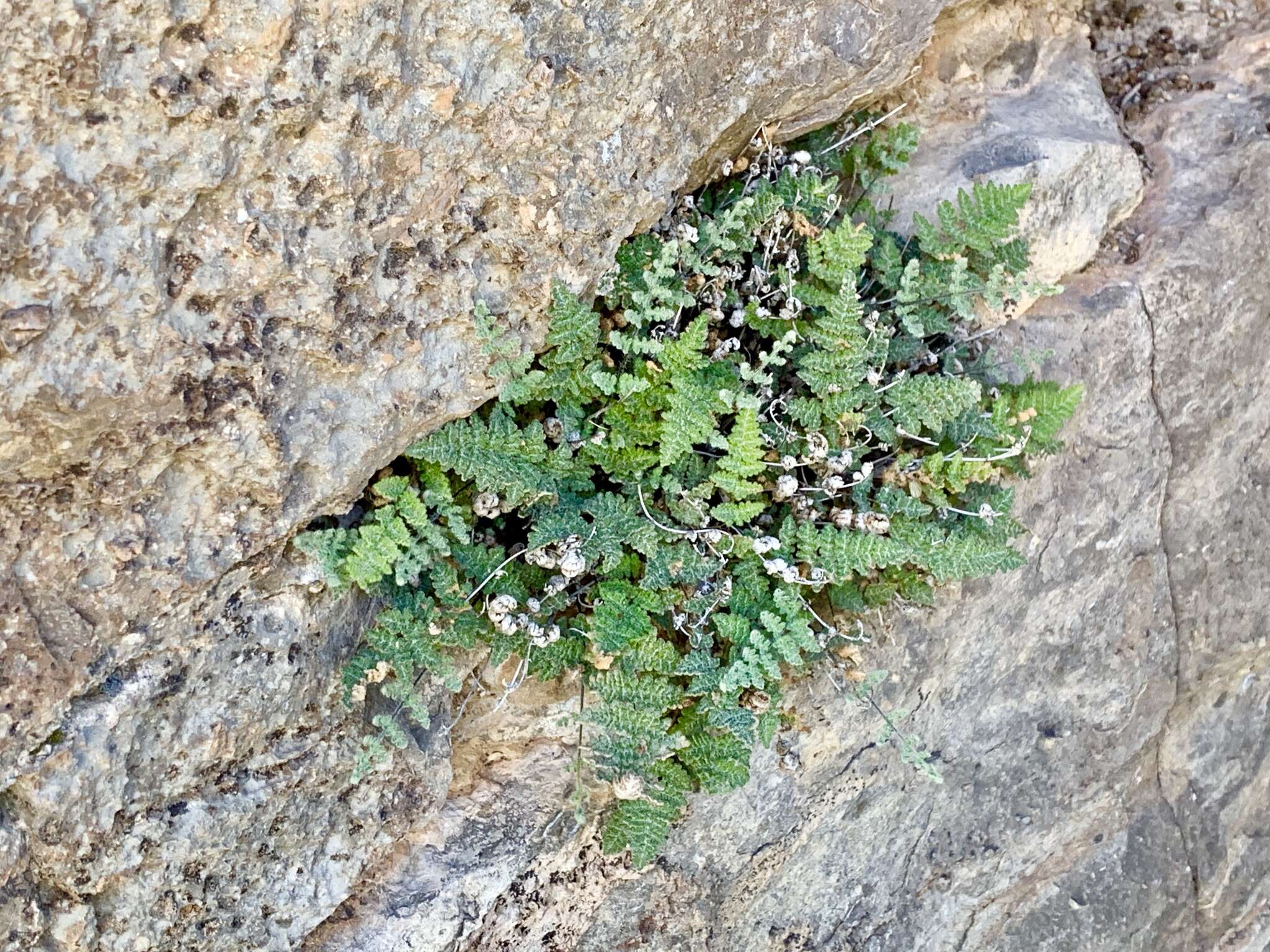 Sivun Myriopteris gracilis Fée kuva