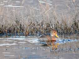 Image of Yellow-billed Pintail