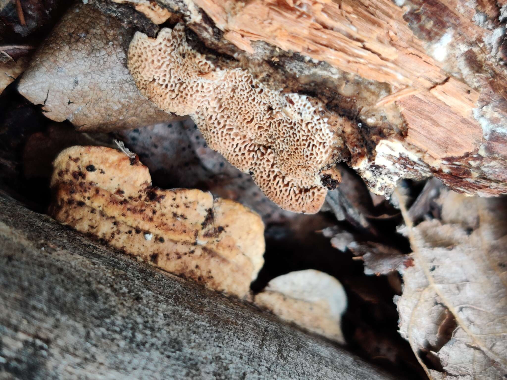 Image of Brunneoporus malicola (Berk. & M. A. Curtis) Audet 2017