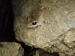 Image of Pristimantis charlottevillensis (Kaiser, Dwyer, Feichtinger & Schmid 1995)