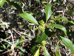 Image of Denhamia celastroides (F. Müll.) L. W. Jessup