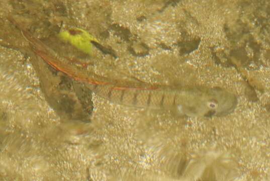 Plancia ëd Stenogobius hawaiiensis Watson 1991