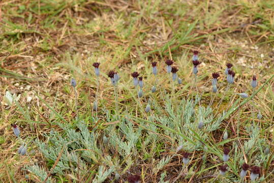 Image of Porophyllum linifolium (Ard.) DC.