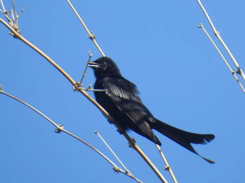 Image of Black Drongo