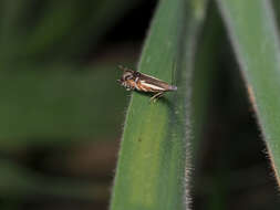 Image of Glyphipterix euthybelemna