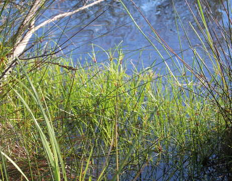 Plancia ëd Isolepis prolifera (Rottb.) R. Br.