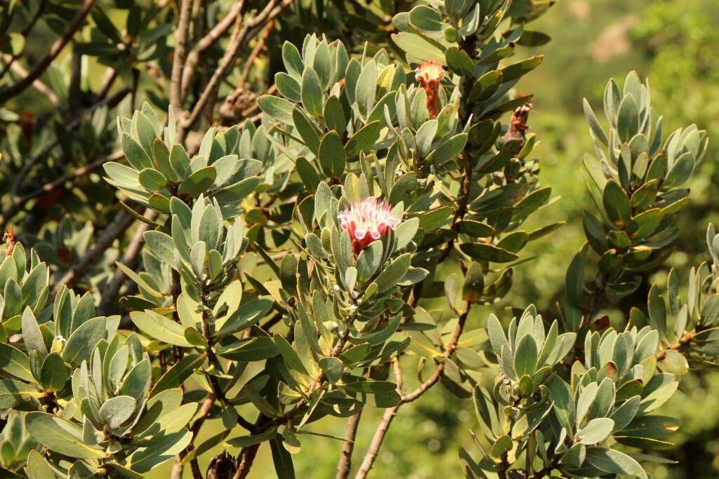 Plancia ëd Protea subvestita N. E. Br.